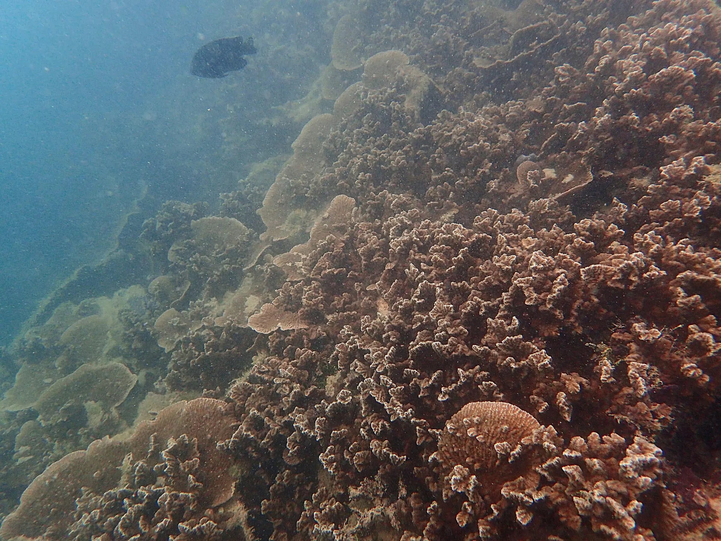 魔鬼岛的珊瑚礁可见裸肋珊瑚属（Merulina）。（受访者提供）