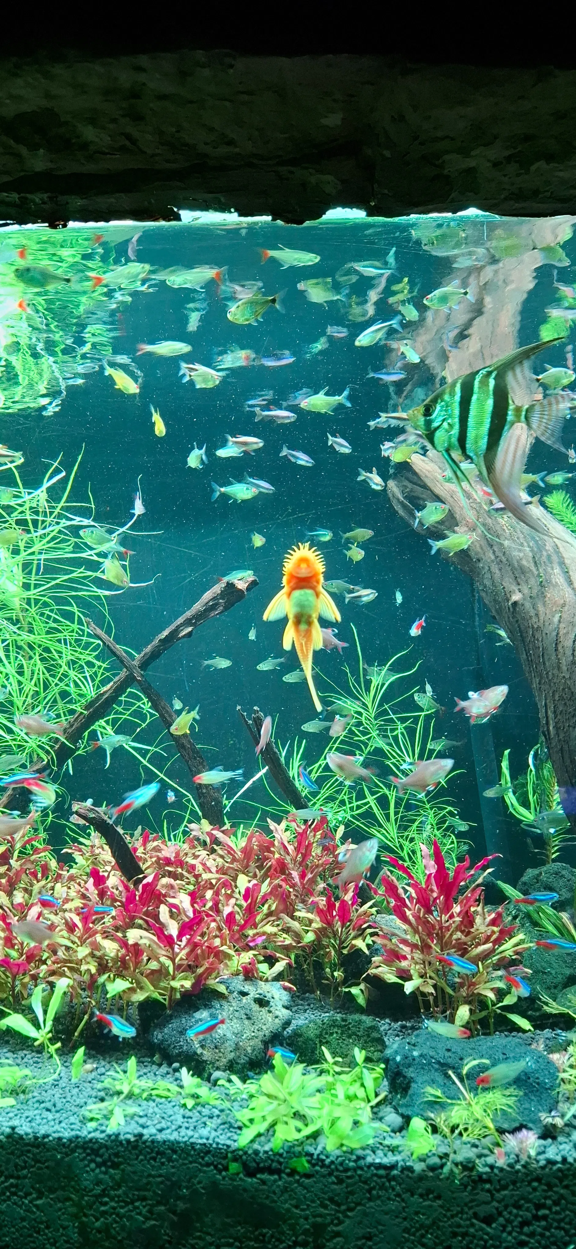 水族馆里的清道夫鱼悠然自得地一边跳舞一边工作。（作者摄）