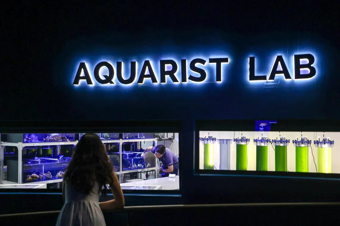 海洋生态馆设有海洋生物繁育室（Aquarist Lab），供工作人员培育初生水族和水母、海藻等浮游生物。（白艳琳摄）