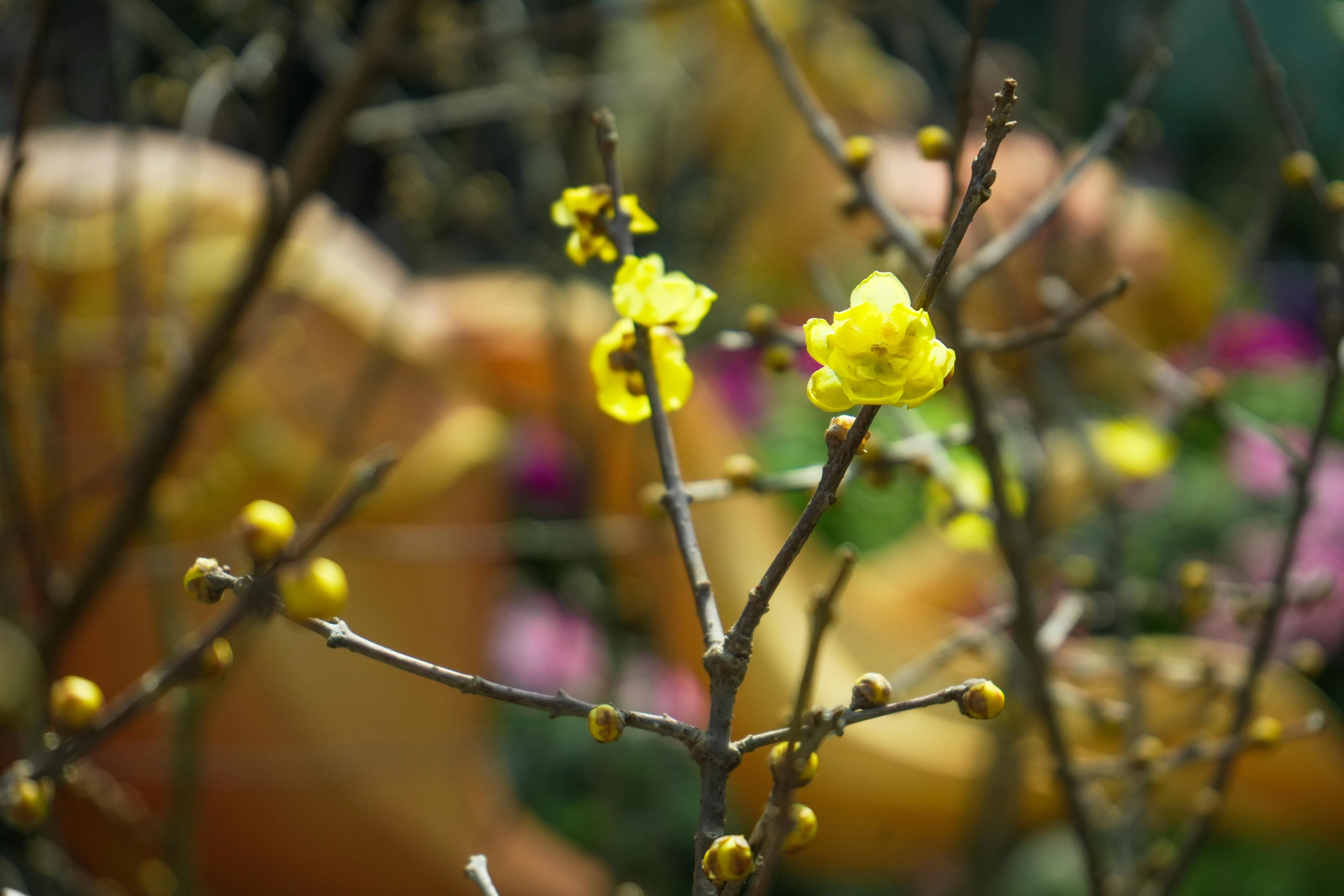 花色金黄、花瓣厚实的腊梅，首次在滨海湾花园展出。（滨海湾花园提供）