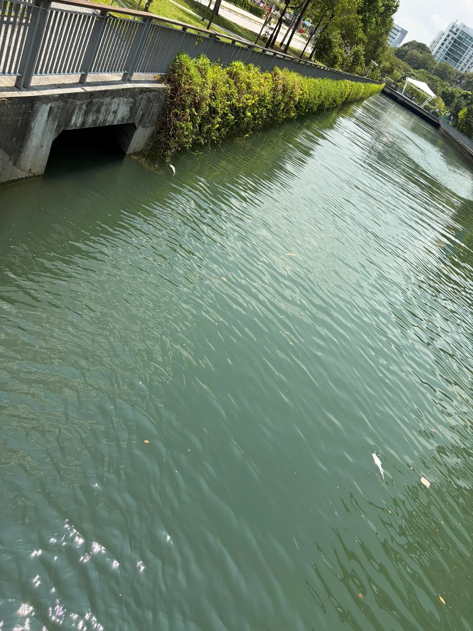 不少网民纷纷在贴文下留言，有些人怀疑是水质受污染或是水中的氧气降低，才导致鱼儿死亡。（取自脸书）