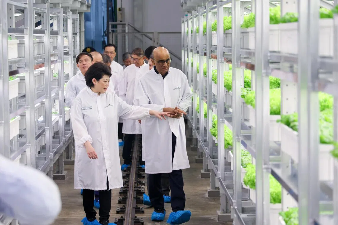 Greenphyto创办人钟淑娴（左一）向尚达曼总统（右一）介绍垂直系统。（张俊杰摄）