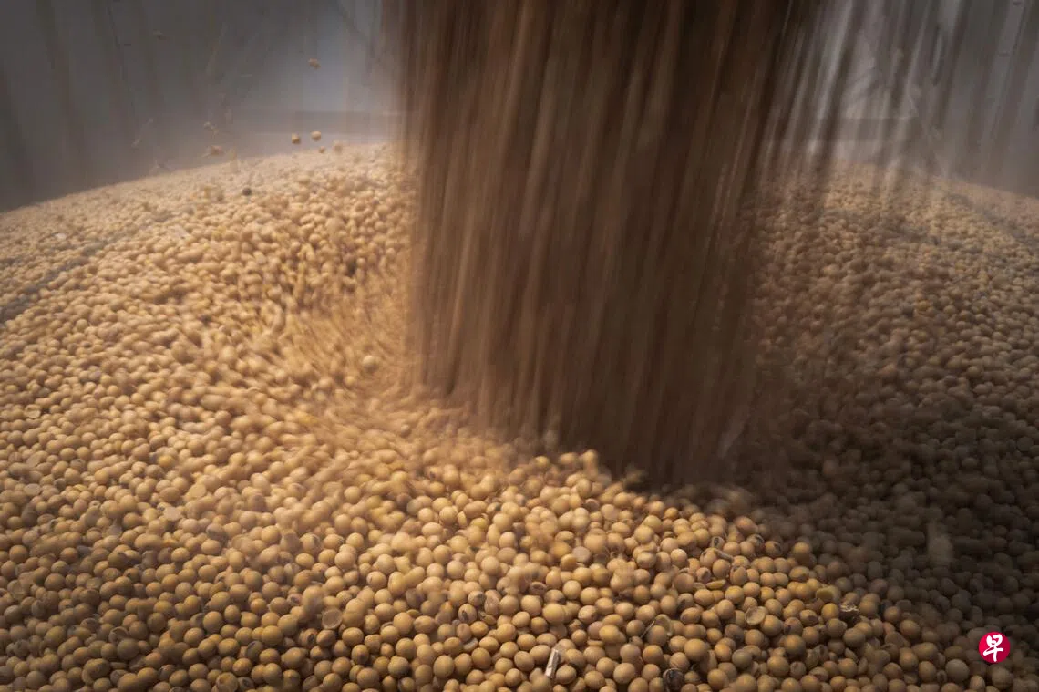 中国8月进口巴西大豆同比增2.4% | 联合早报