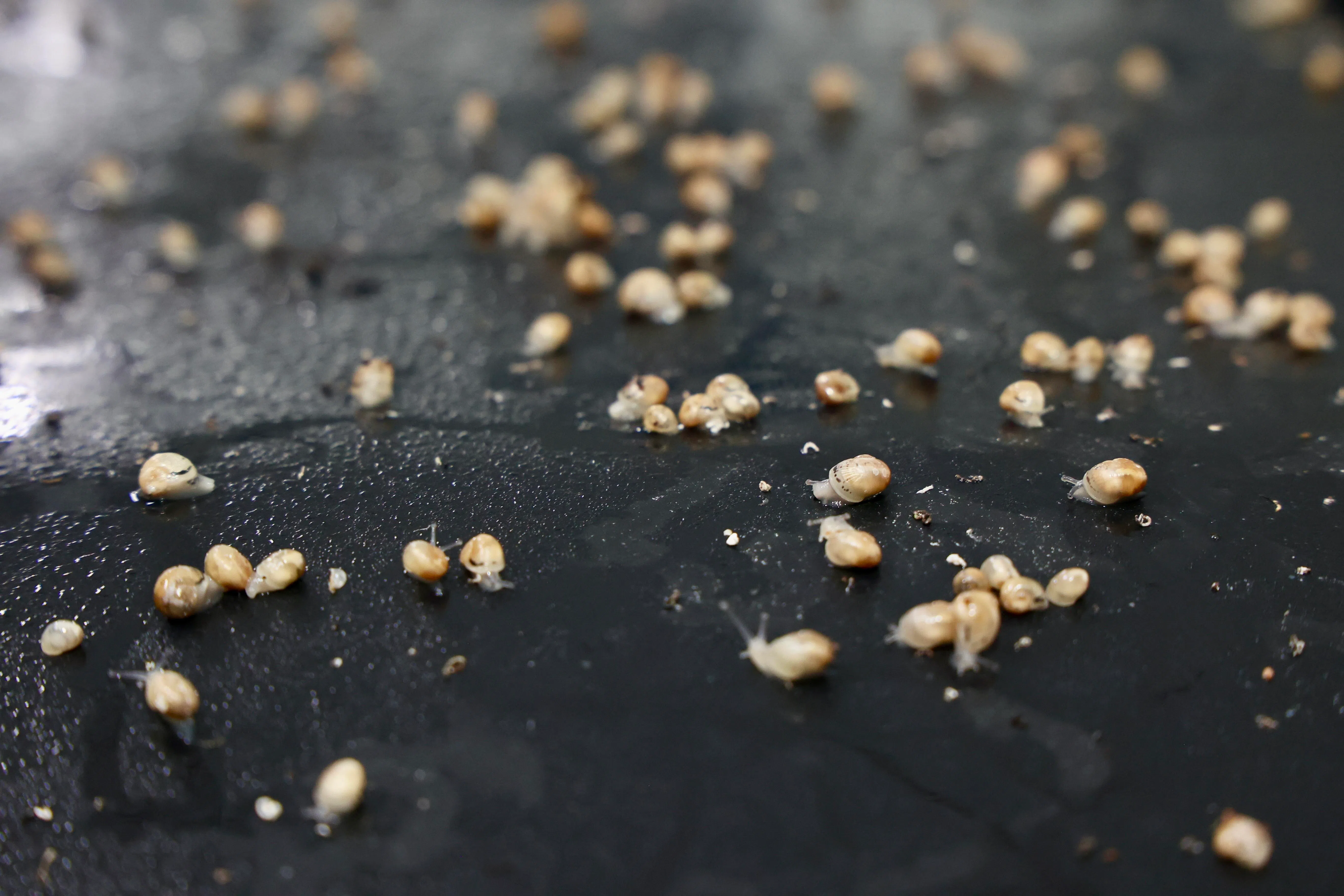 在WholeSnail蜗牛农场，有很多小如豆子的蜗牛崽。在这里，可以看到和了解蜗牛从孵化到成长的过程。（邝启聪摄）