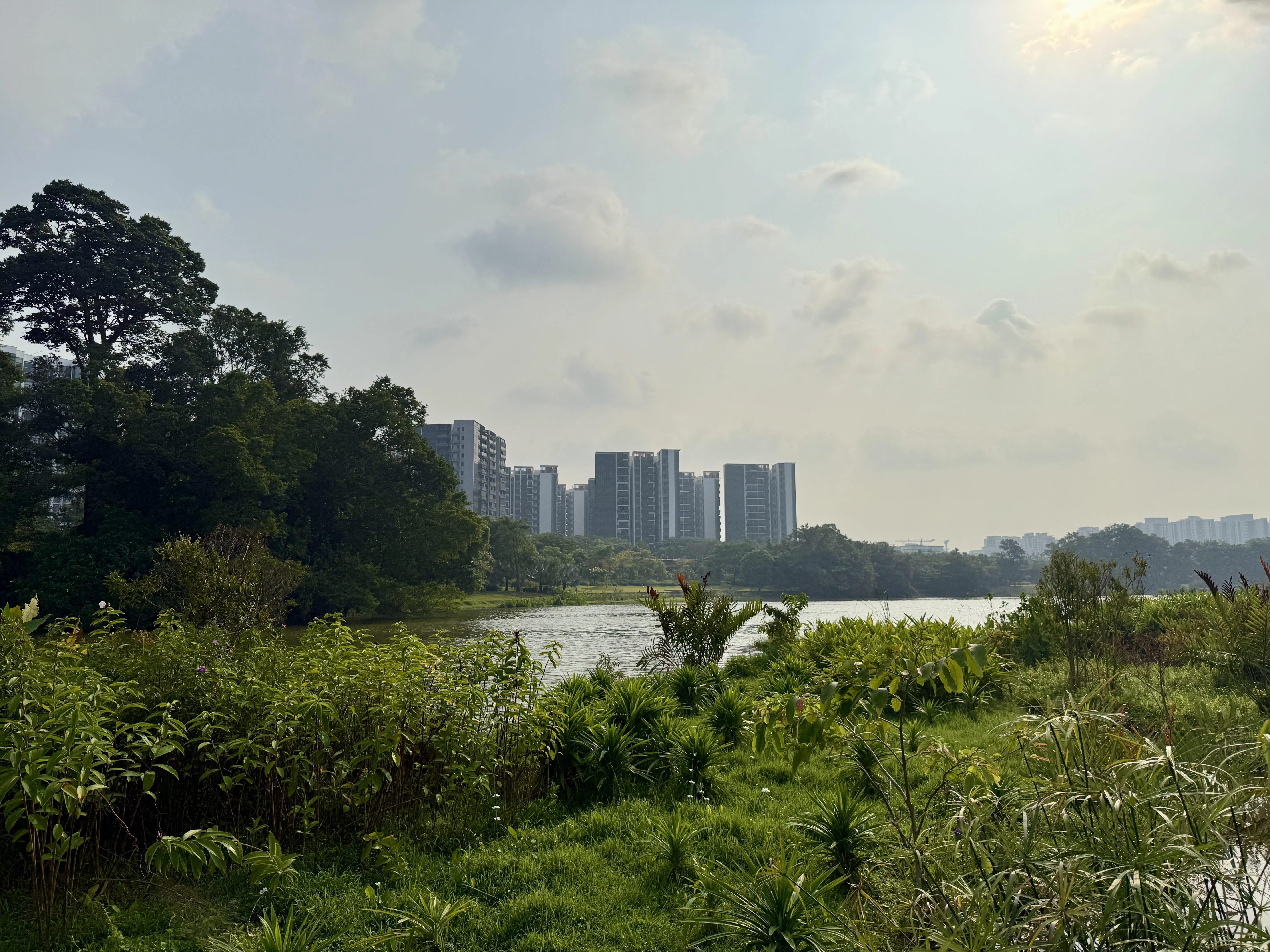 裕廊湖花园有本地最大的漂浮湿地，总面积达3850平方米。（陈映蓁摄）