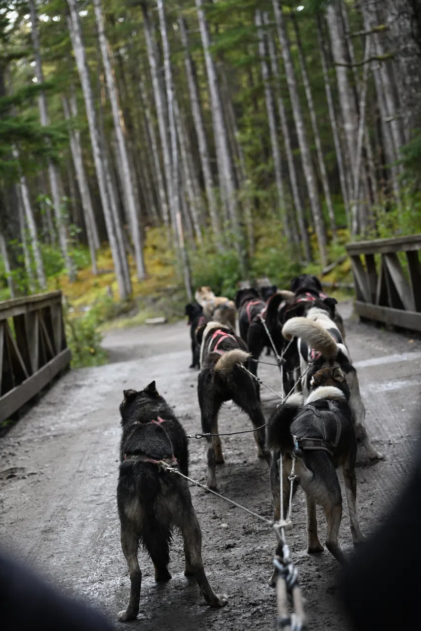 哈士奇犬合拉雪橇，绕着树林团团转圈圈。（陈应钊摄）