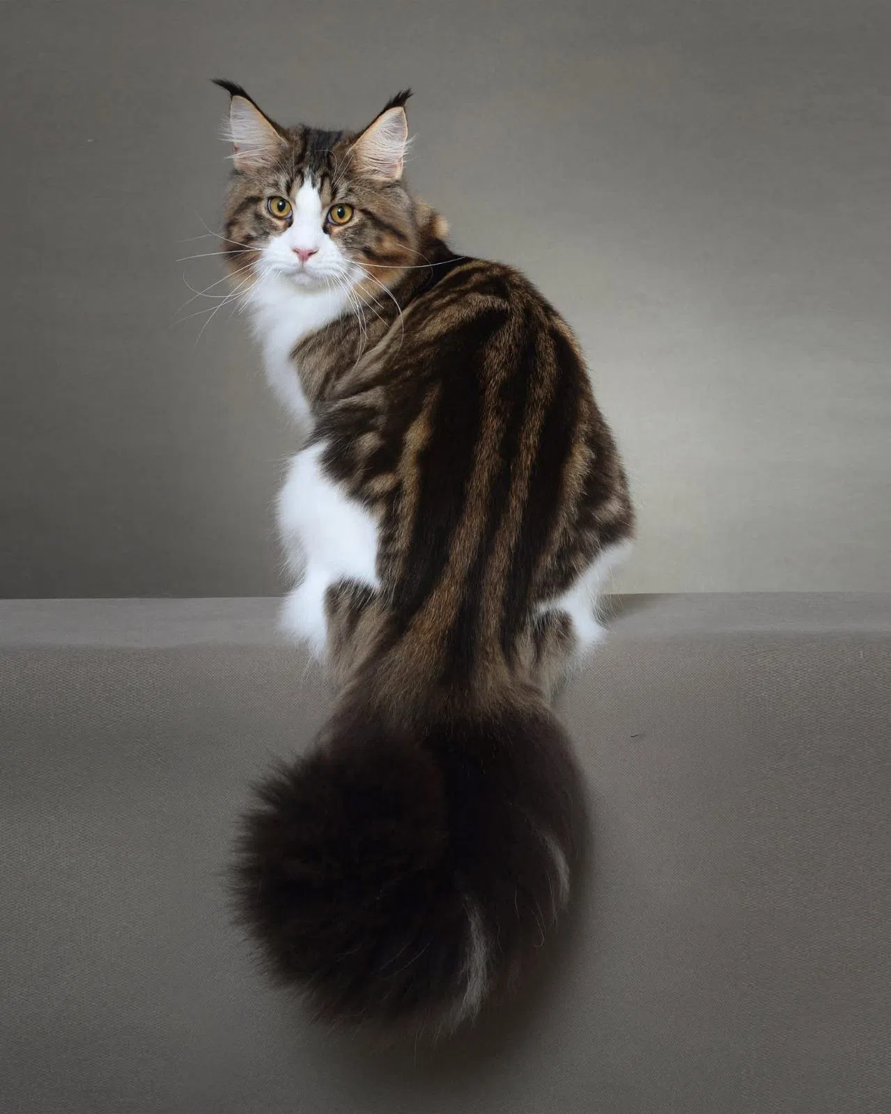 缅因猫天性温顺，被誉为“猫界的温柔巨人”。（受访者提供）