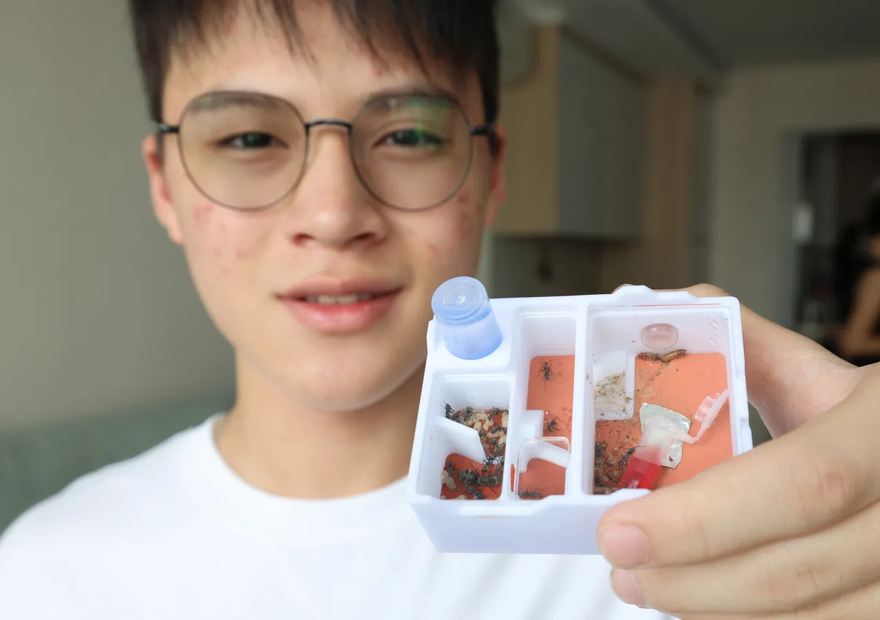 从小学五年级至今，卢韦豪已成功培育八个品种的蚂蚁，在家里一共养了21个蚁群。
