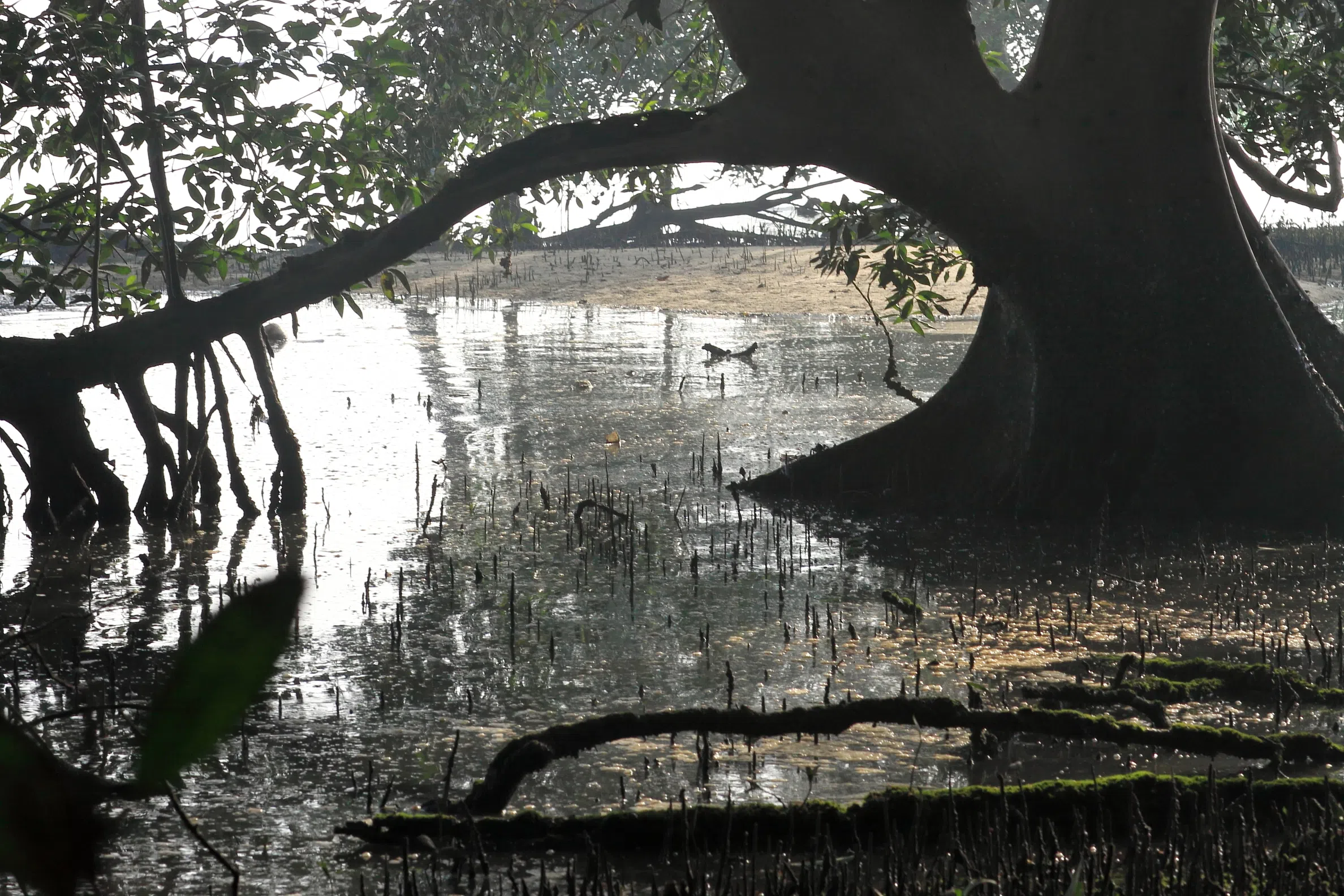 克兰芝蓄水池连接双溪布洛湿地保留区。（子旋摄）