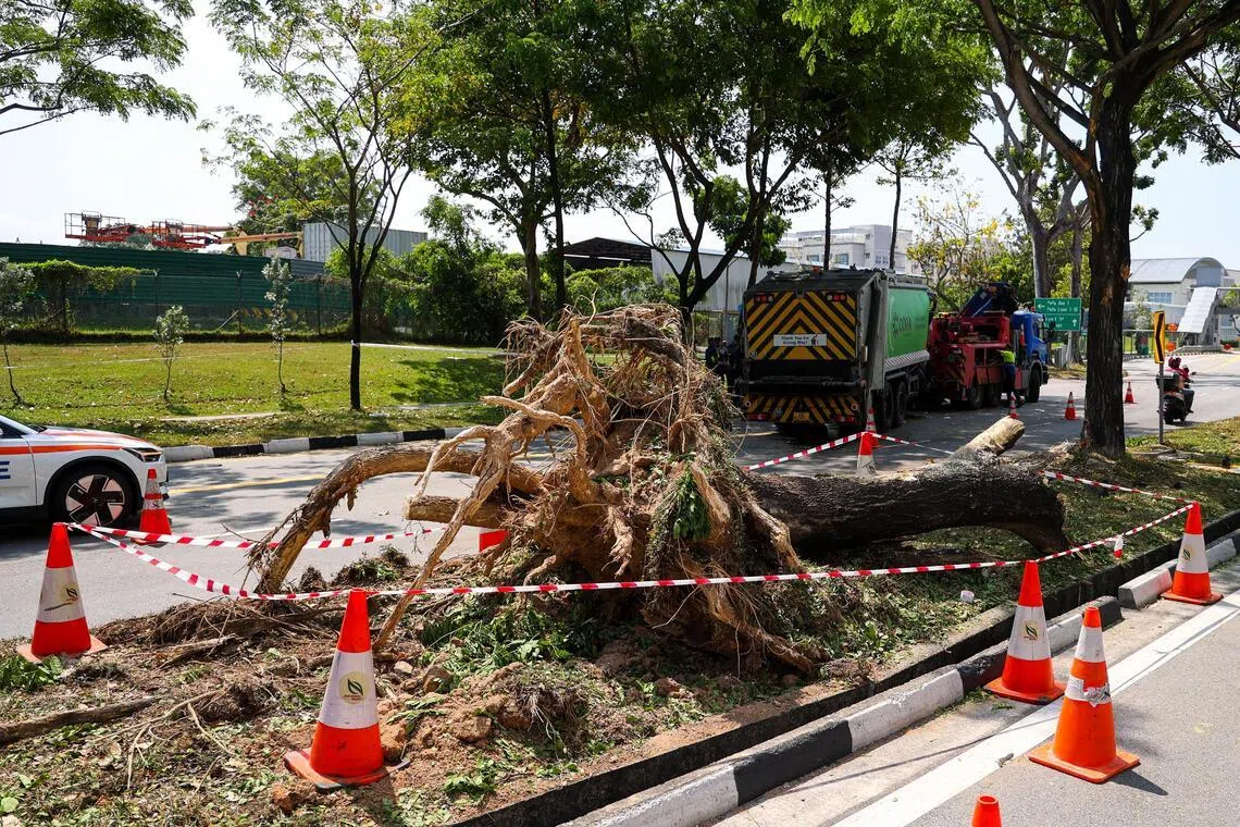 马路中间的分界堤有一棵被连根拔起的树桩，相信是被垃圾车撞倒的。（林明顺摄）