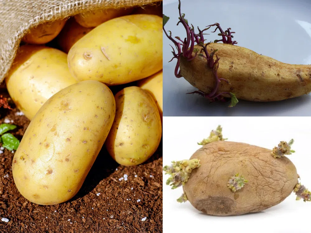 马铃薯中含有龙葵碱（Solanine）毒素。（Pixabay）