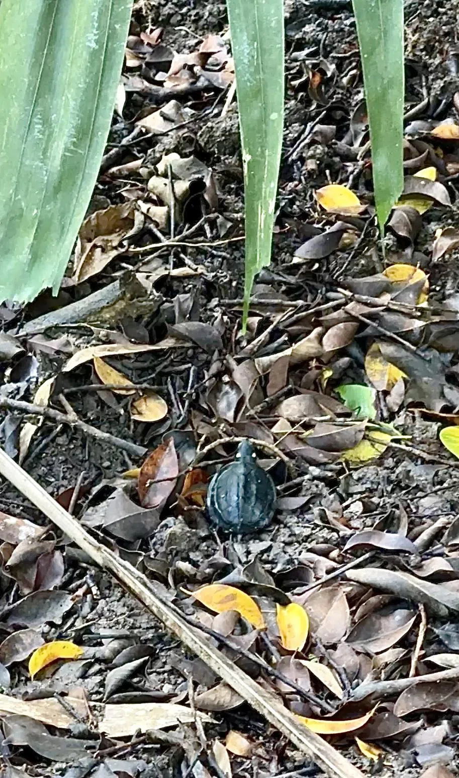 我们发现一只小乌龟向溪水爬去，后来发现它不是本地物种，来源可疑。（陈宇昕摄）