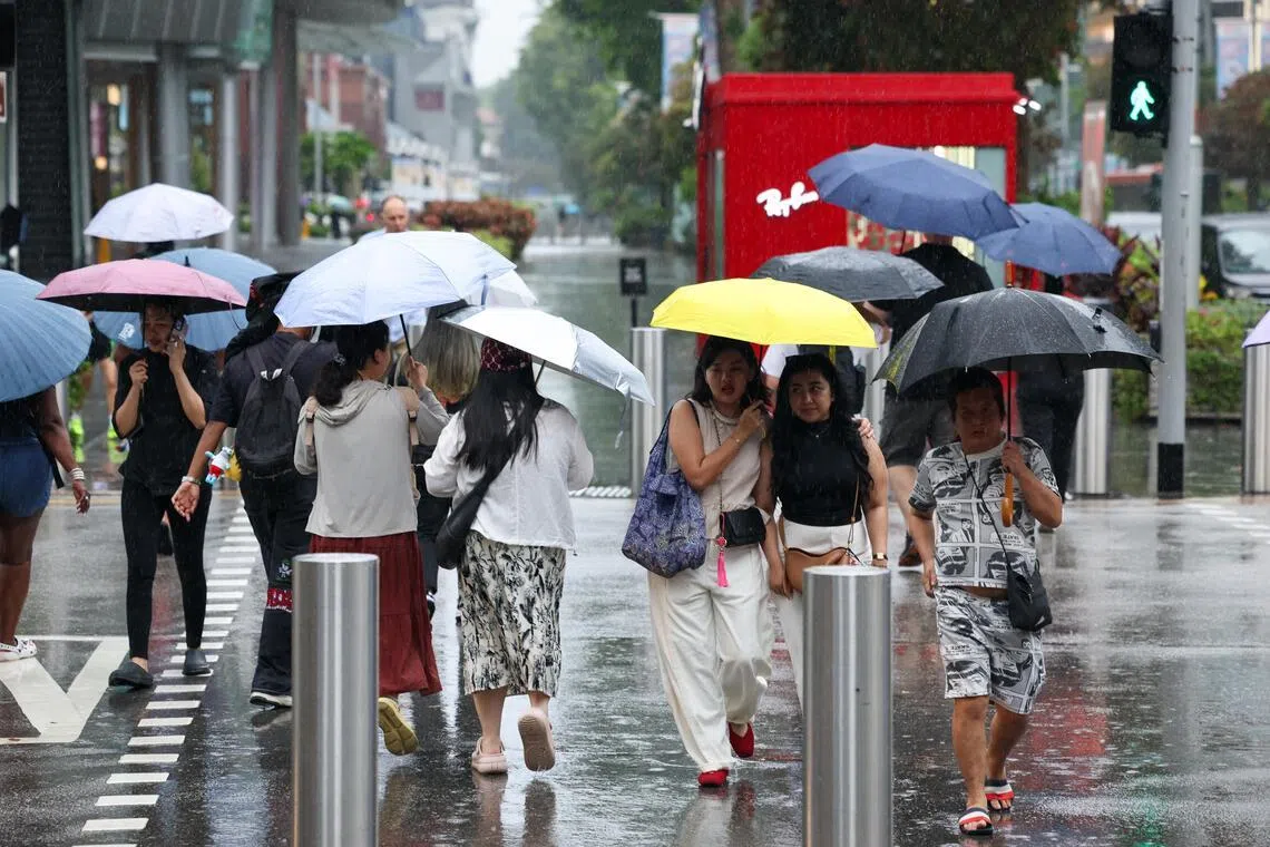 星期六（5月16日）上午10时15分至10时30分，雨仍下不停，索美塞（Somerset）一带，行人纷纷撑起雨伞过马路。（陈渊庄摄）