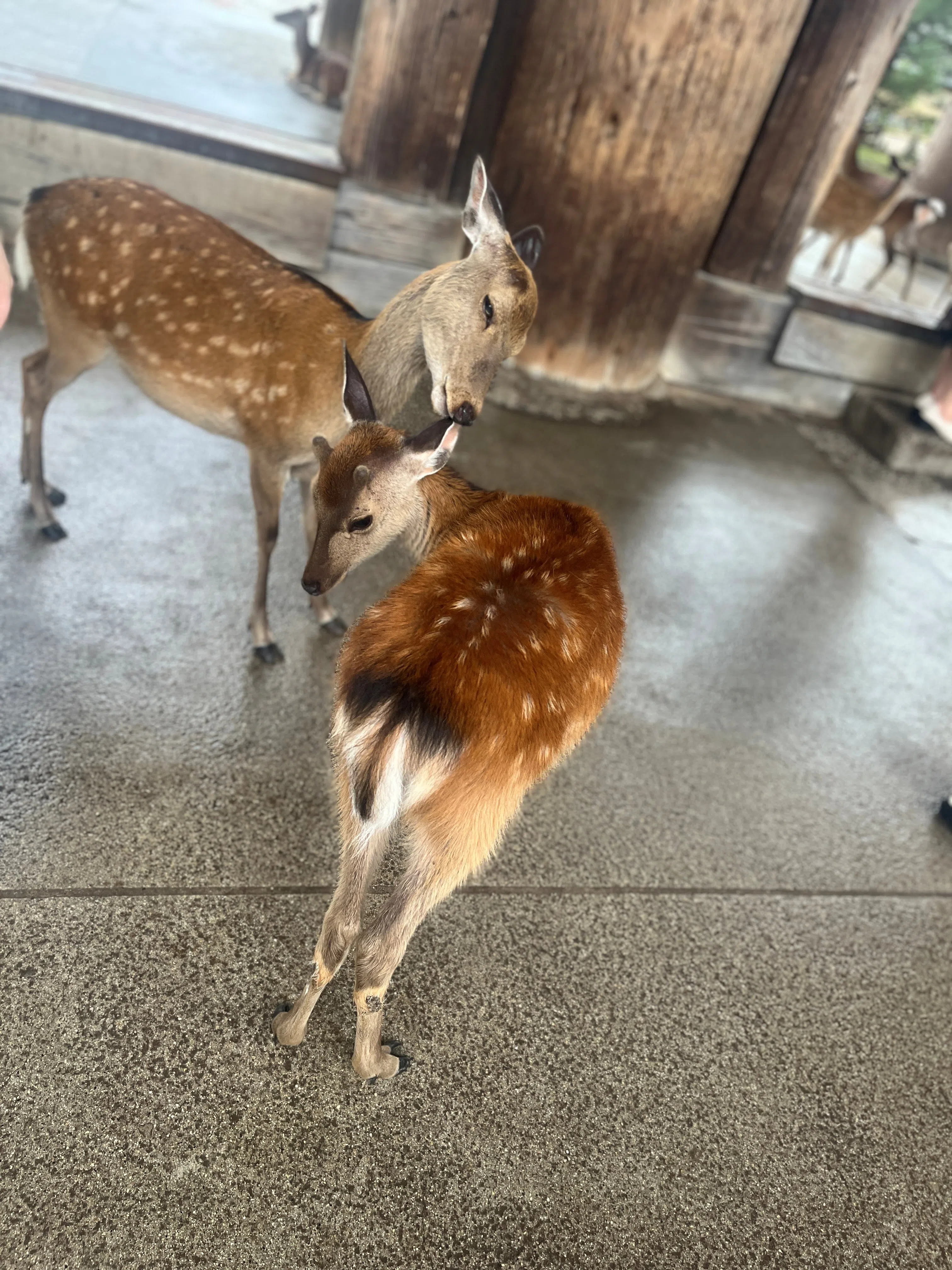 A doe gently licks her fawn’s ears.（Photo: Ye Huanling）