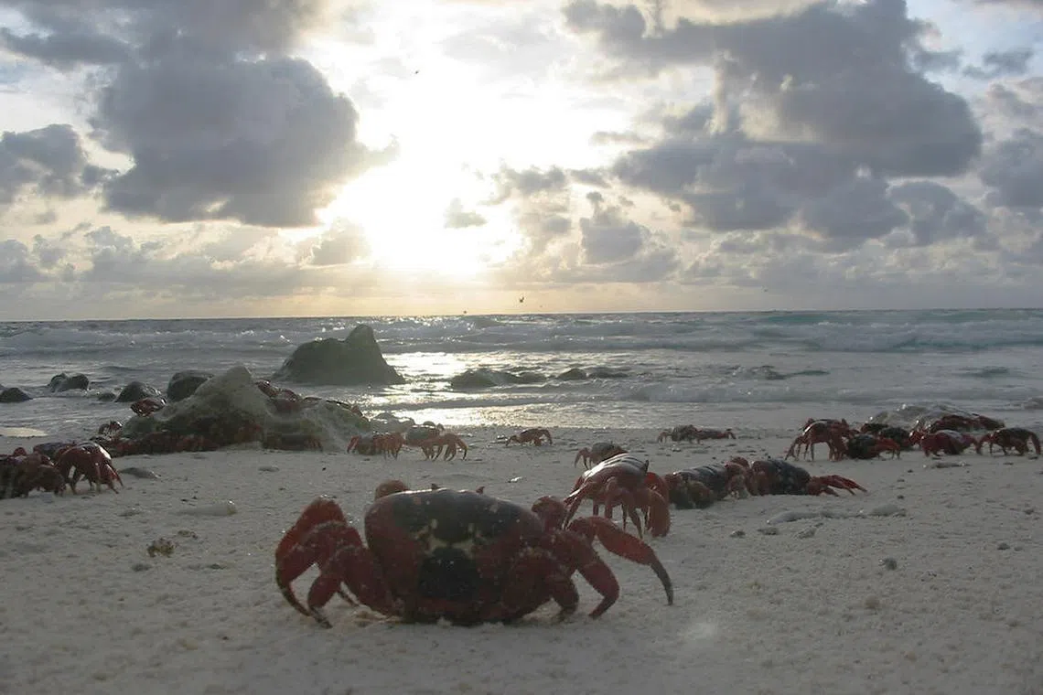 圣诞岛有至少5000万只红蟹。（澳大利亚旅游局提供）
