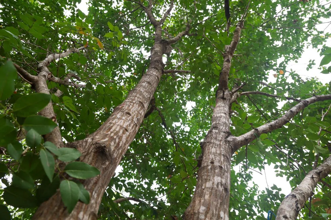 在东帝汶海拉（Hera）红树林研究中心的朗氏木果楝，由于还未结果，滨海湾花园工作人员上周到访时，还无法采集种子。（张俊杰摄）