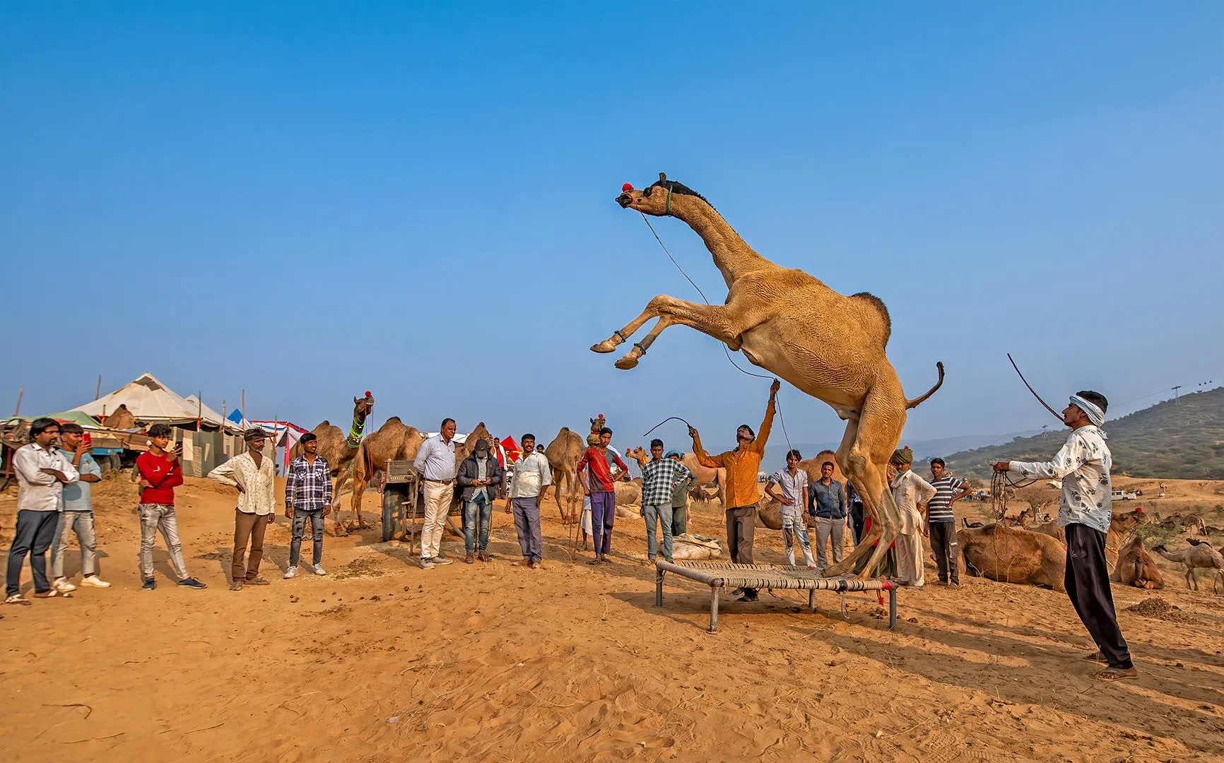 旅游组PSA金奖：骆驼之舞／Abhishek Basak（印度）（新加坡摄影学会提供）