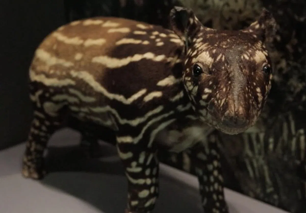 威廉·法夸尔（William Farquhar） 发表有关马来貘(Malayan tapir)的学术报告。（视频截图）