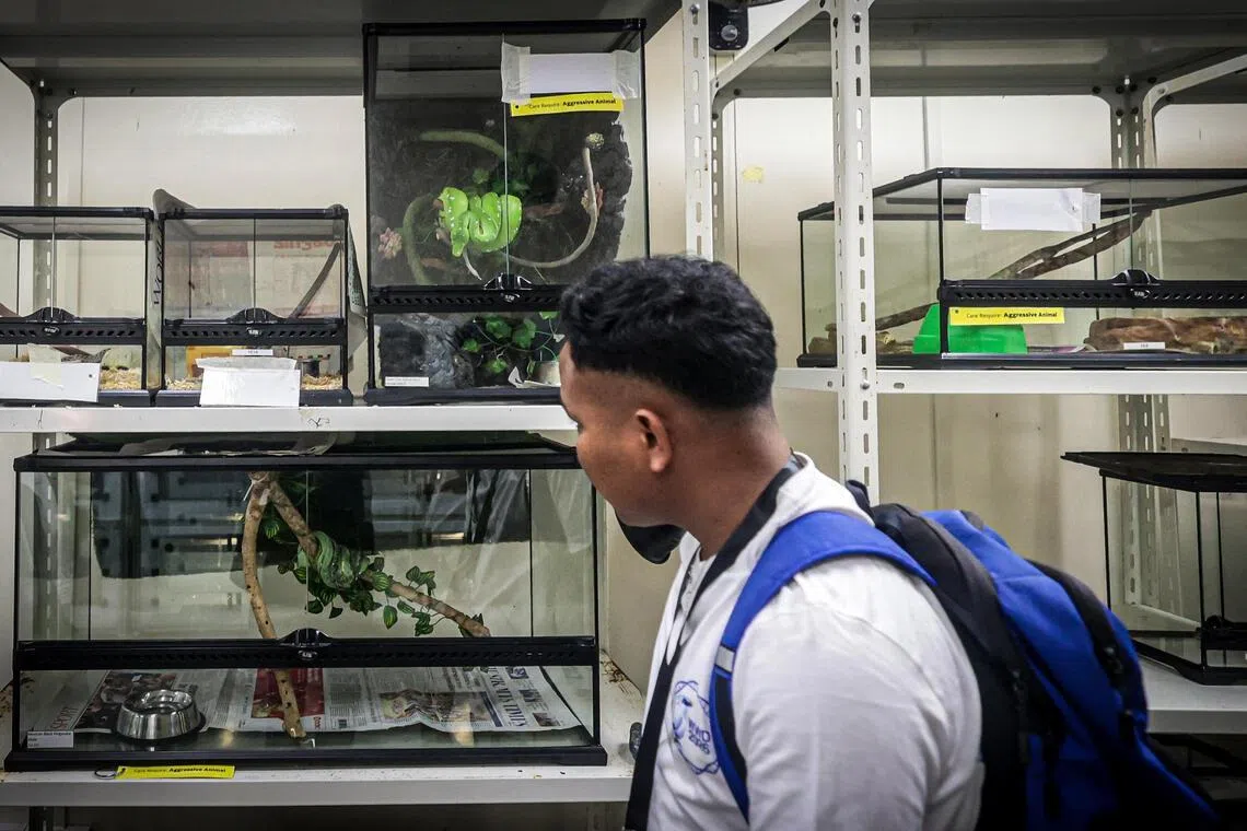 在本地，所有爬行动物，包括蛇、蜥蜴，以及除红耳龟（red-ear slider）和马来闭壳龟（Malayan box turtle）外的龟类，都不可以当作宠物饲养。（李冠卫摄）