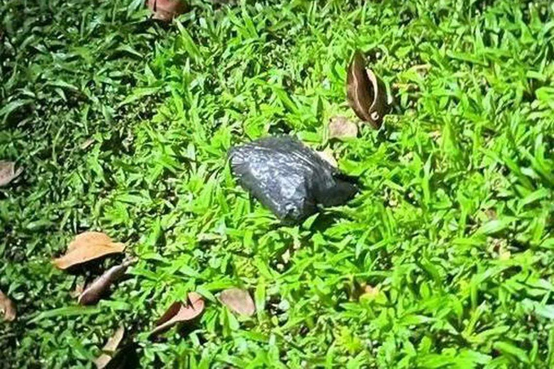 当局突击金文泰2道的单位时，发现涉案男子把毒品从高楼抛下。（中央肃毒局提供）