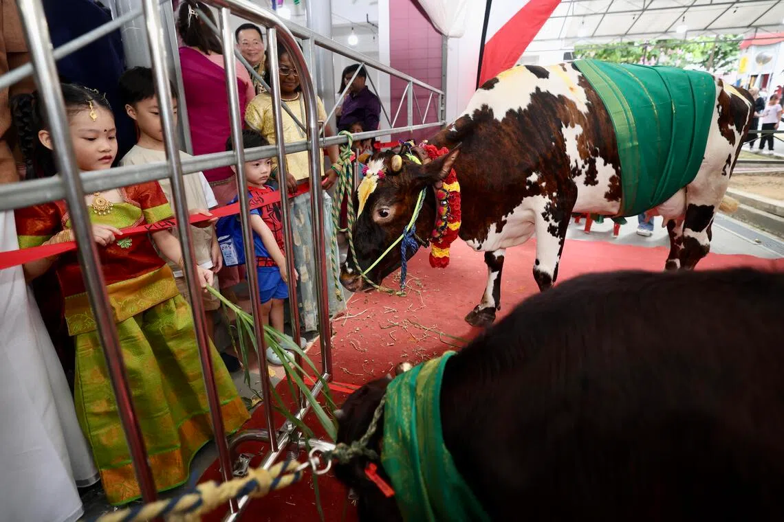 牛在印度文化中是代表繁荣昌盛的神圣动物，在丰收节的第三天（Mattu Pongal），人们会举行敬牛仪式，清洗并装饰牛角和牛身，以感谢它们对农业发展的贡献。星期天的活动上，主办方安排一大一小两头牛，吸引大人小孩驻足围观。（陈斌勤摄）