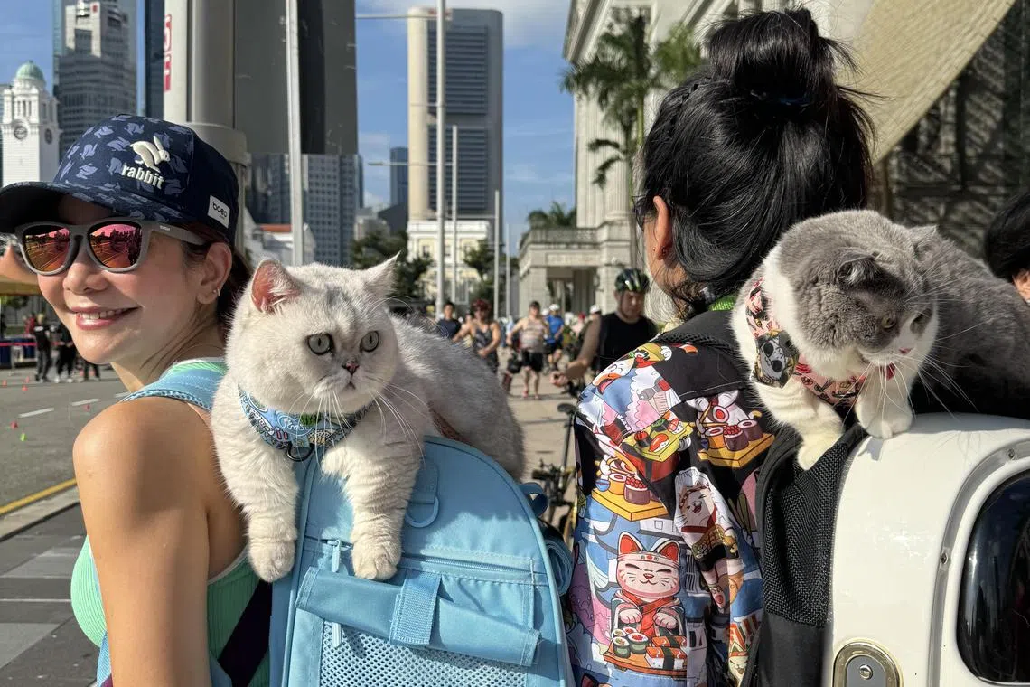 林美君（左）与友人各背着一只猫漫步在市区的街头。（郑莉萱摄）