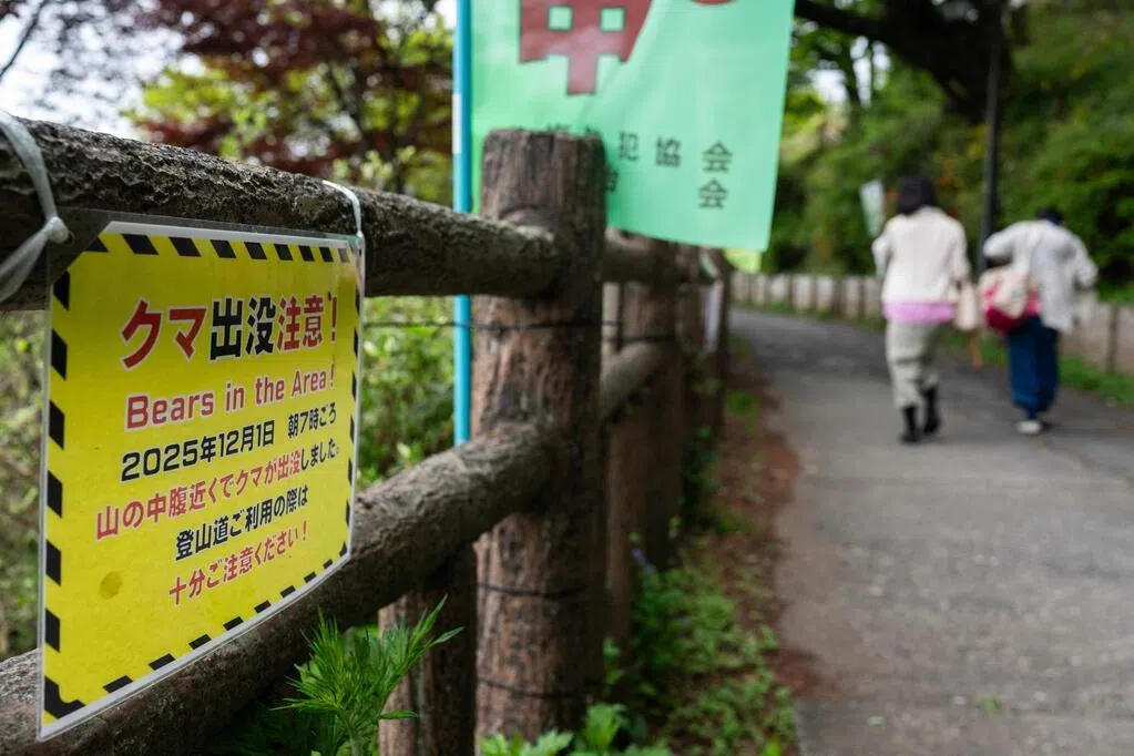 冬眠结束后“春熊”活跃 日本出现疑似熊袭致死事件