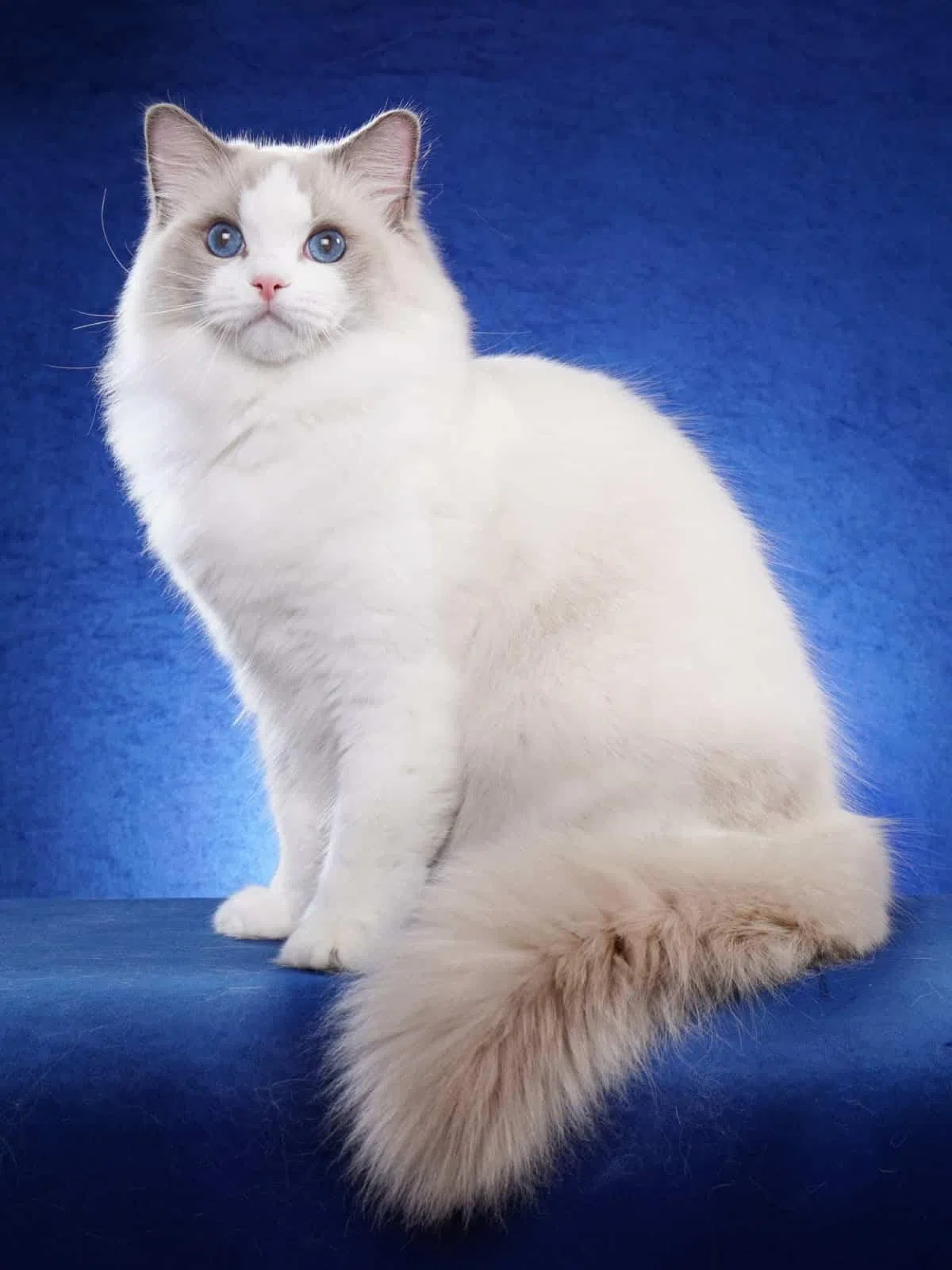 布偶猫以柔软长毛、迷人蓝眼睛和友好性格著称。（受访者提供）