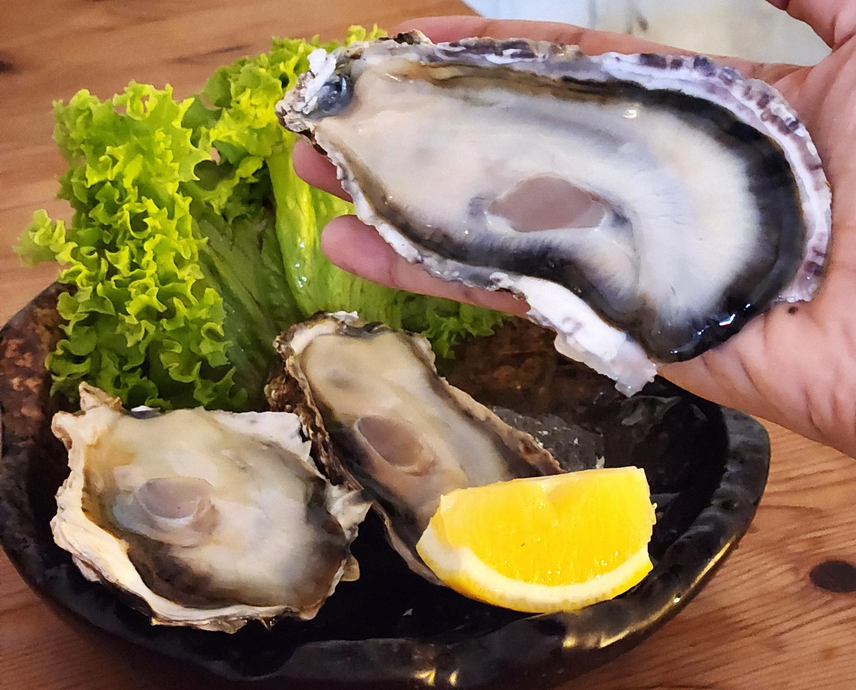 从日本兵库县引进的巨型生蚝，三个$22，星期二和四有生蚝自助餐。（陈爱薇摄）