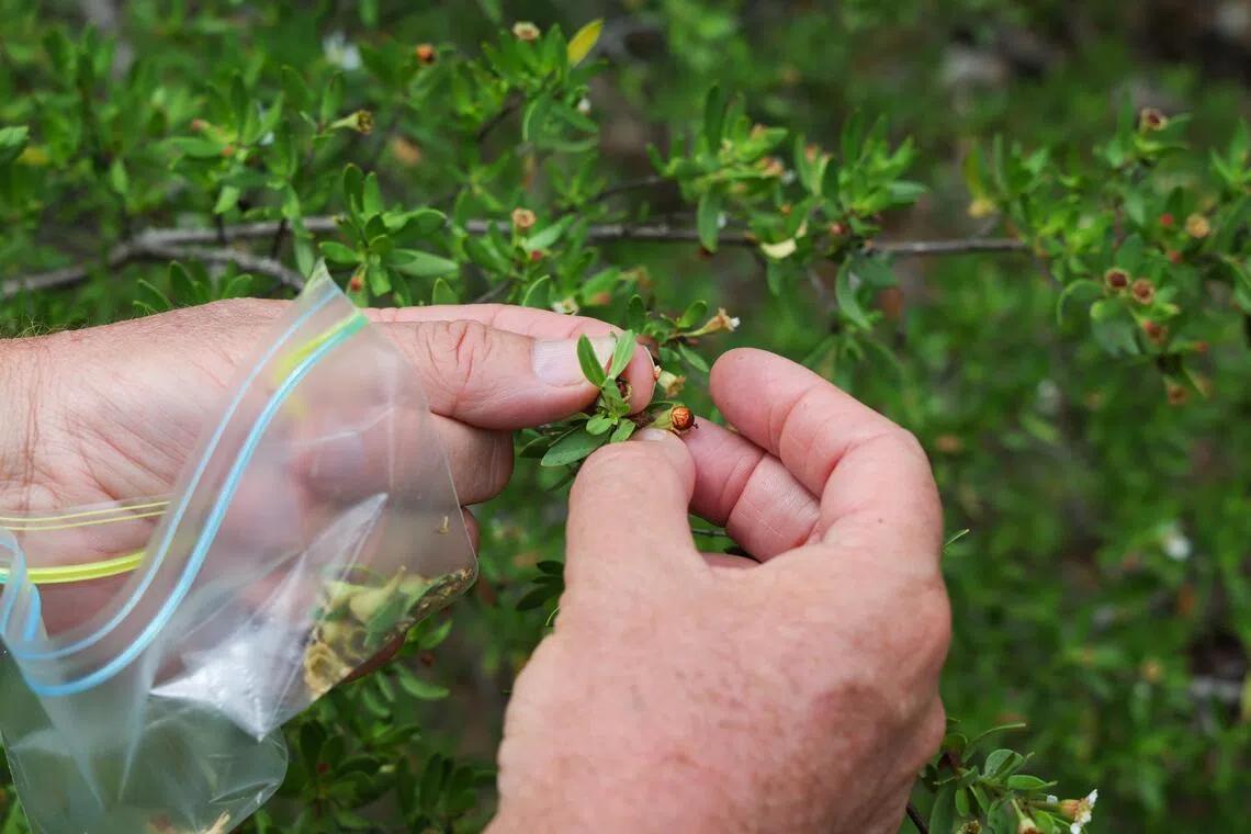 滨海湾花园首席园艺师德尚斯在东帝汶海拉的红树林研究中心，收集水芫花种子。（张俊杰摄）