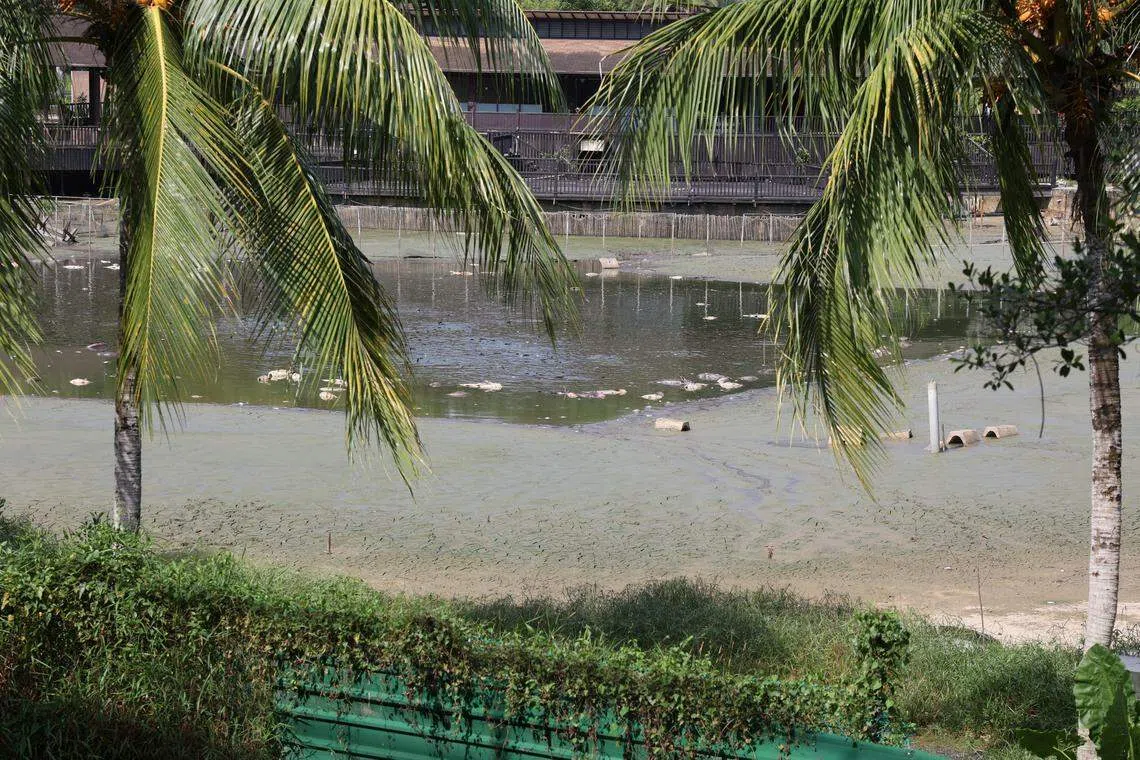 虽然钓鱼场外围已架起围板，人们仍可从外头看到钓鱼场内有近百条白肚朝天的死鱼，池中央还有近百条鱼在浅水中张口吞气，挣扎求存。（唐家鸿摄）
