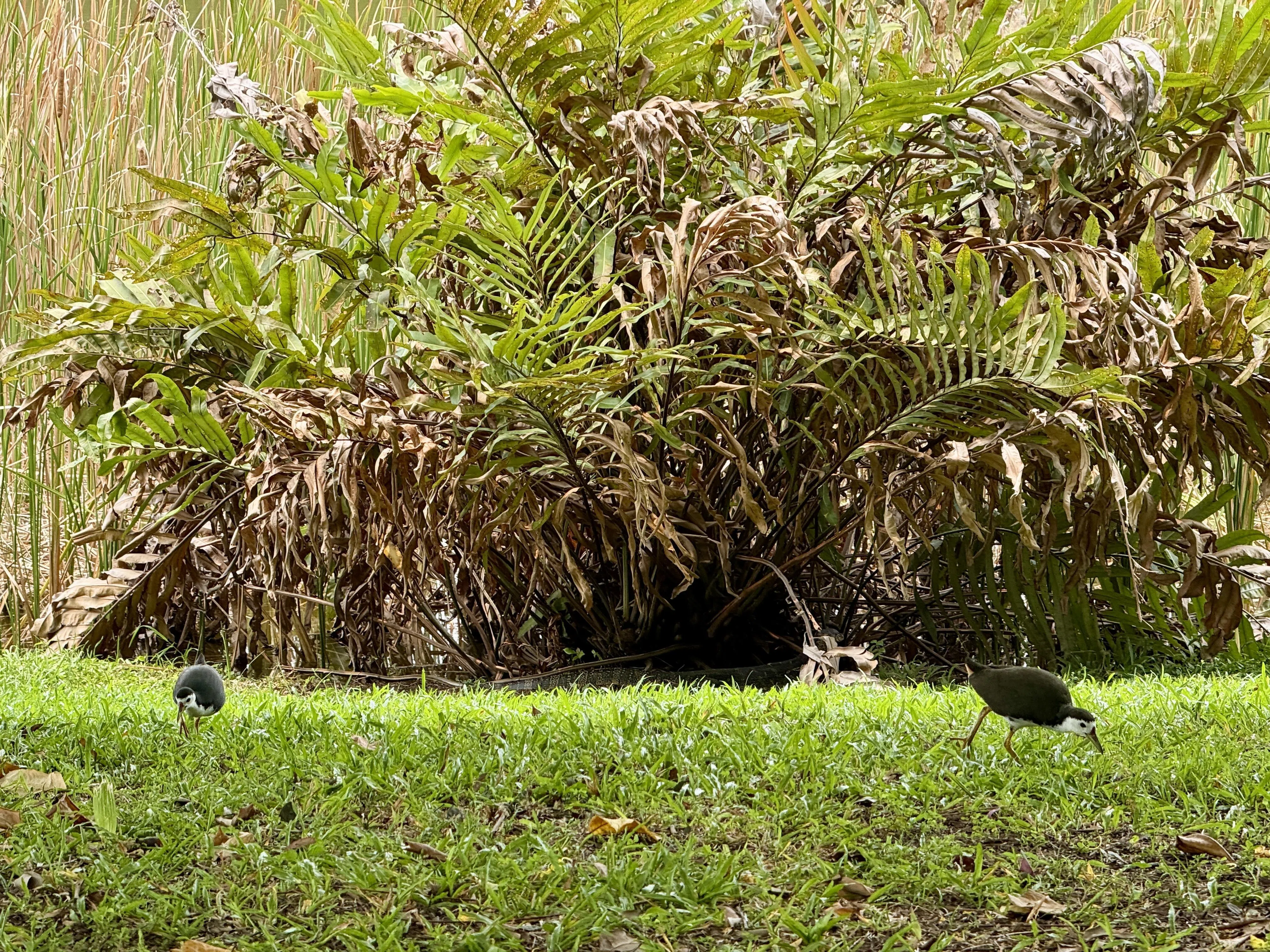 平日午休时间，几只白腹秧鸡（white-breasted waterhen）在池塘边缘觅食。（陈映蓁摄）