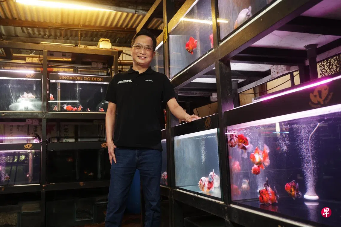 好水养好鱼金鱼满堂年年有余| 联合早报