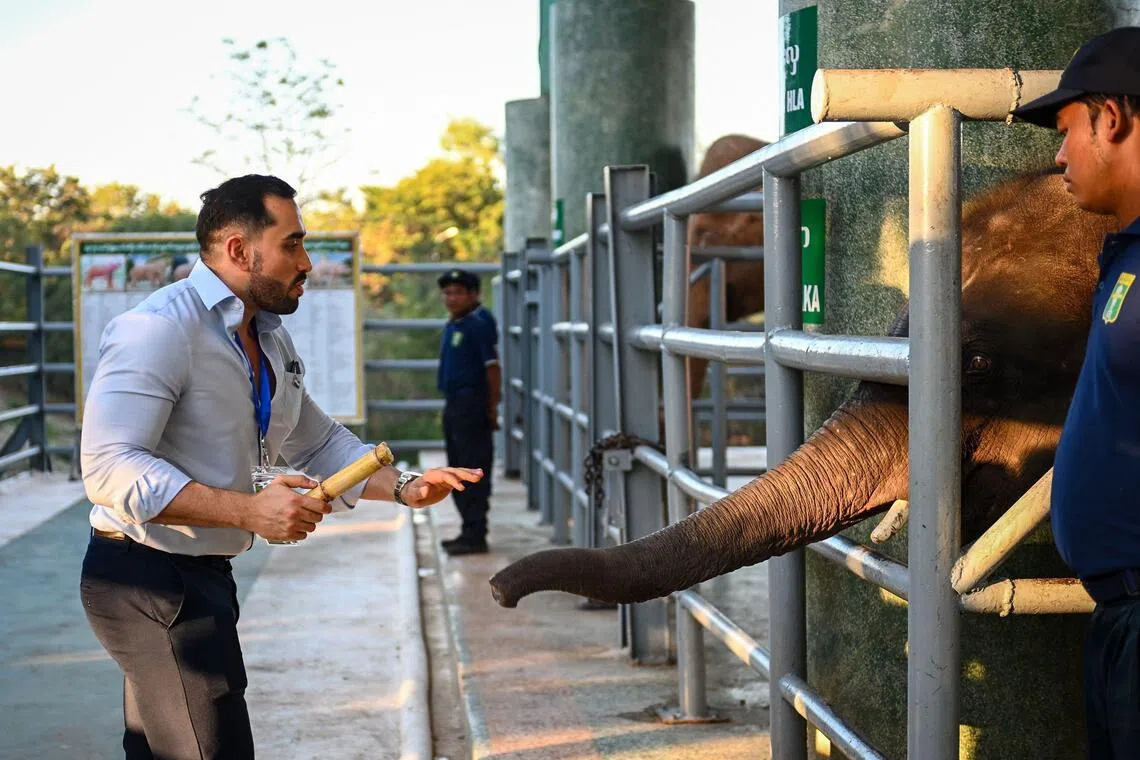 缅甸大选开始前，国际观察人士12月27日在缅甸首都内比都投喂大象。（法新社）