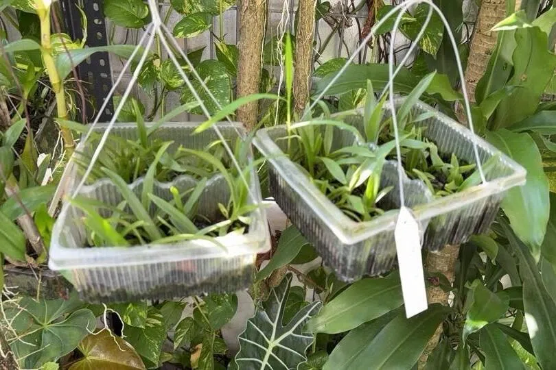 塑料盒被再利用种出健康的花卉，比丢掉更有意义，还减少浪费。（受访者提供）