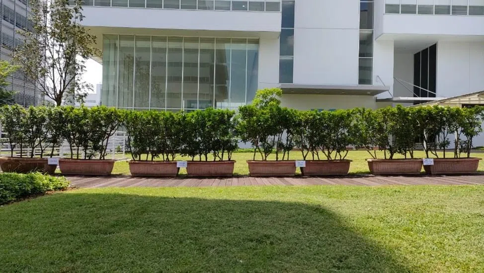 新研究在共和理工学院的校园内展开，因为学校的景观植物在变化多端的天气下，延迟或减少开花。（共和理工学院提供）