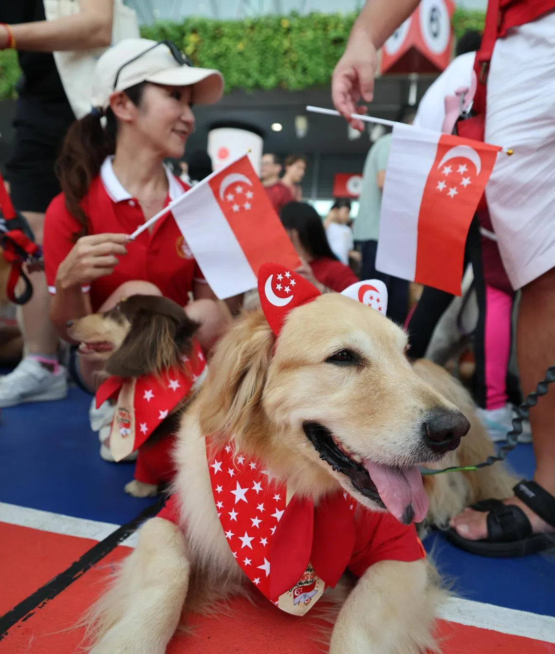 宠物主人带着爱犬盛装出席，庆祝国庆。（梁麒麟摄）