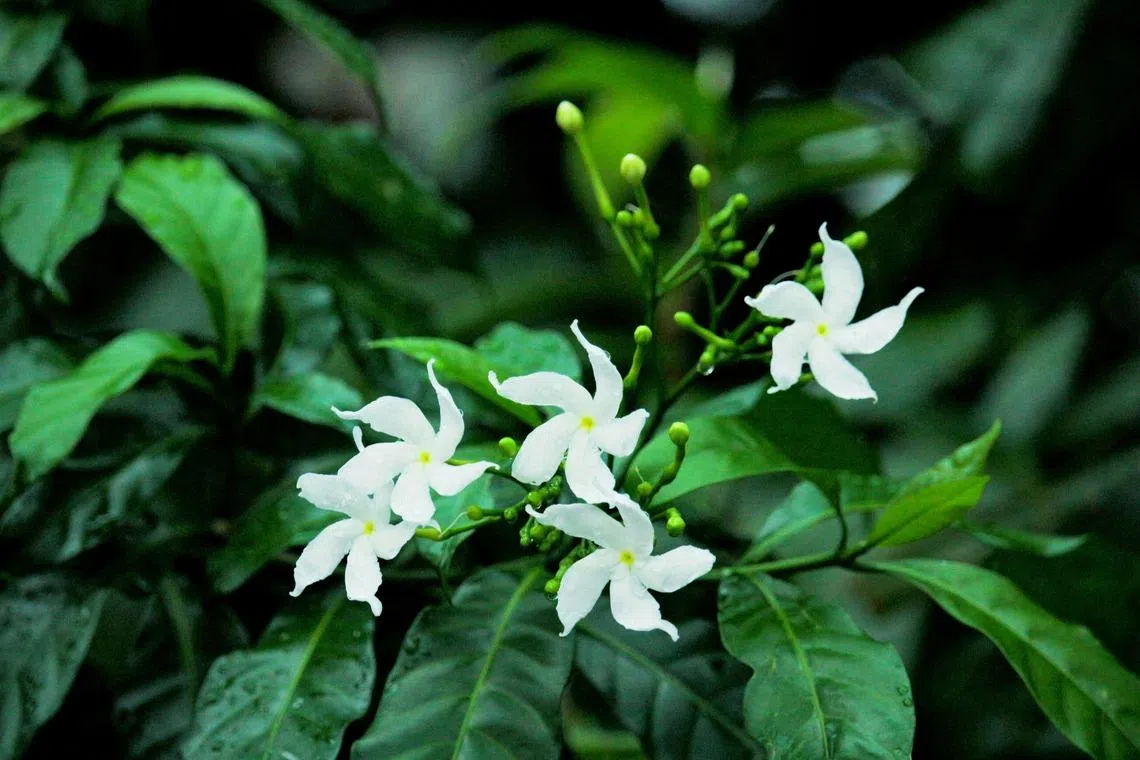 山马茶花色洁白素雅，被视为青春与美好爱情的代表。（夏心摄）