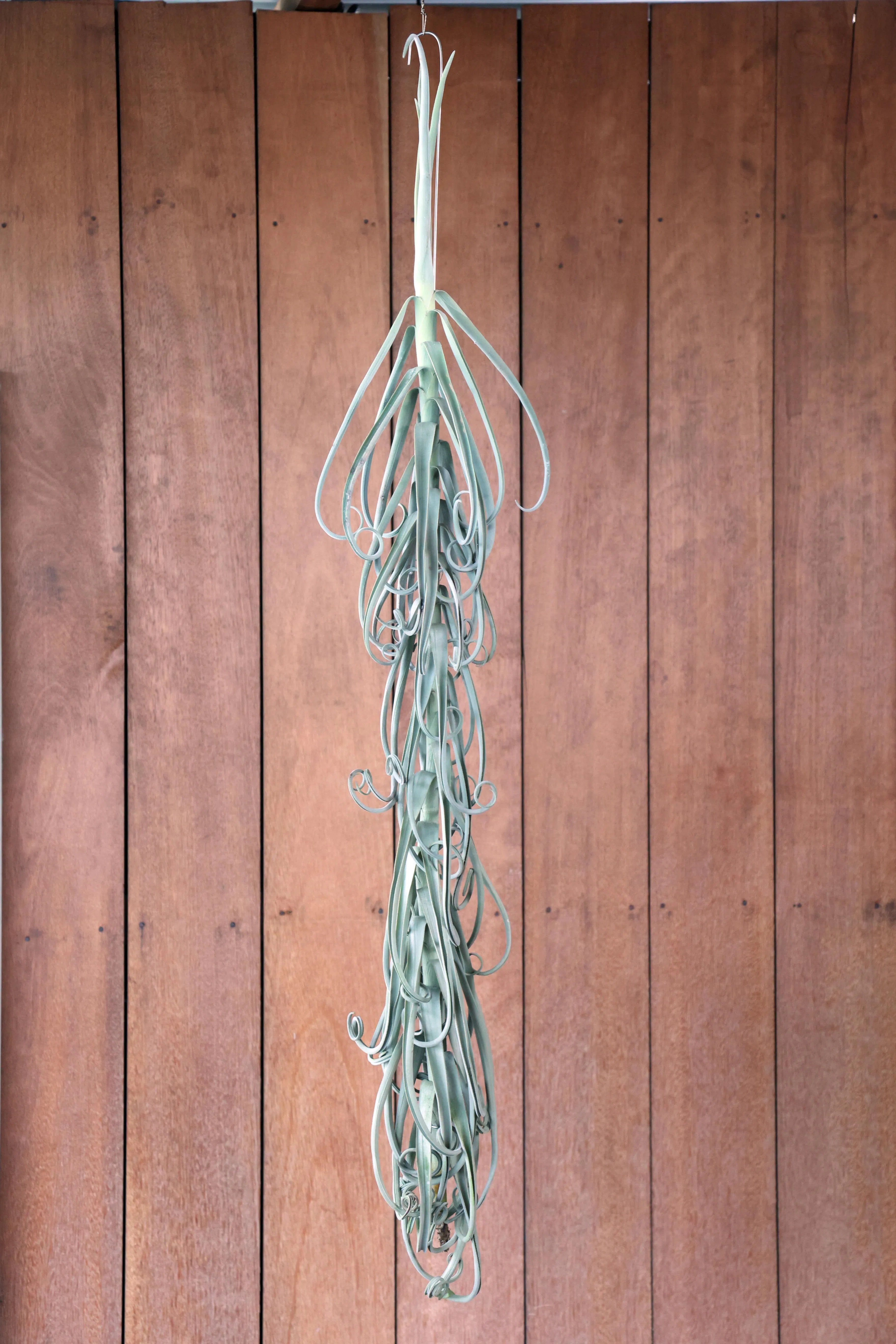 空气凤梨是天然的空气净化器，能降解甲醛等有害物质。（邝启聪摄）