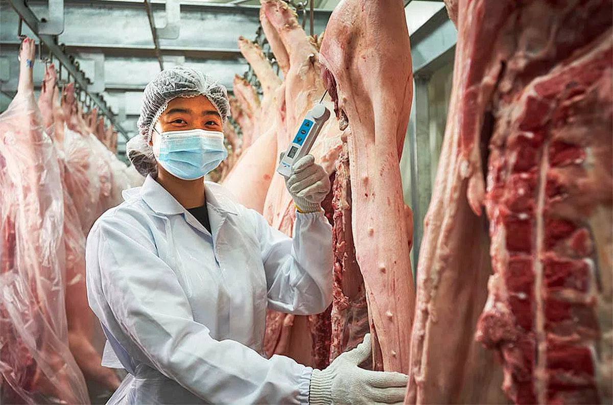 品质管理女主管郑婇秀因自动化数码化受益，过去需要耗时拿着温度计到处抽样测量猪肉温度，现在有了冷藏库有自动调控，只需在重要关口抽样检查就可以了。（图/新报业集团） 