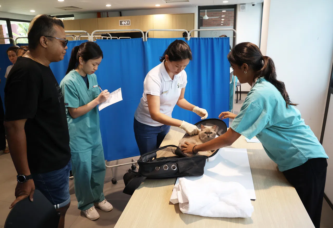 两名义工泰丽莎（右一）和黄晰萱（左二），正在协助动物与兽医事务组兽医科学项目处长林安慧（右二）把猫咪固定好，并记录数据。（蔡家增摄）