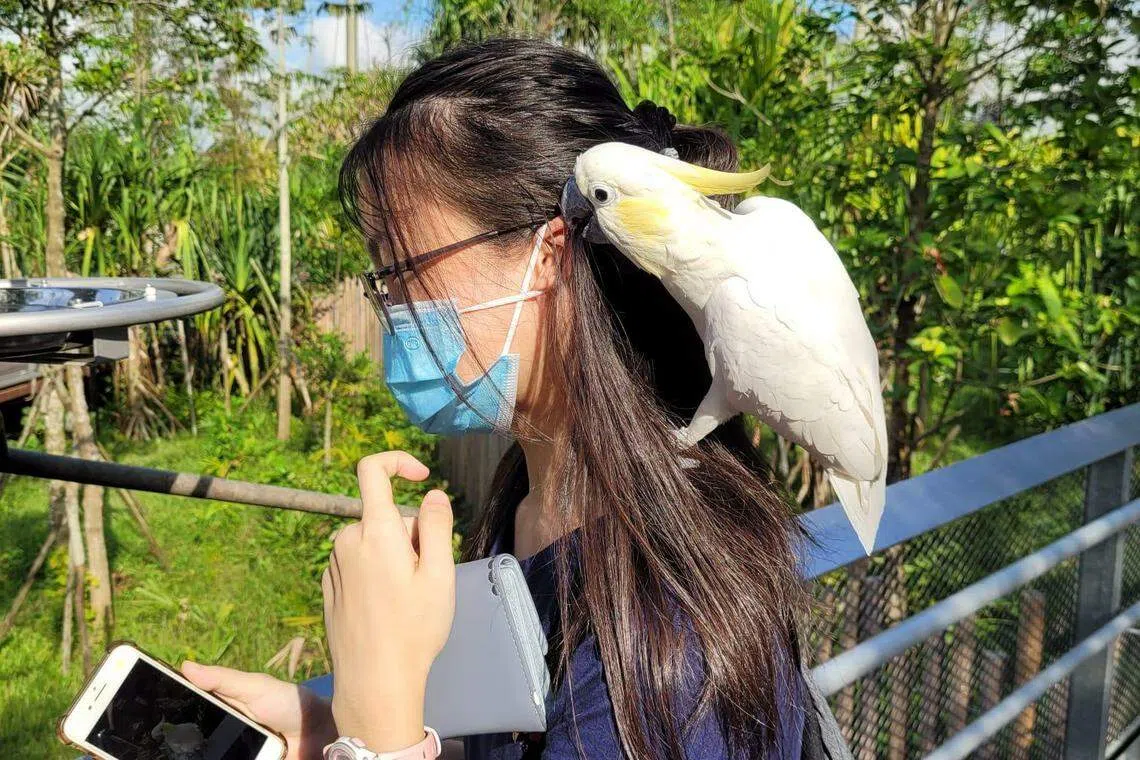 白色鹦鹉突然飞停女生肩膀，张嘴往她的左耳猛啄。（受访者提供）