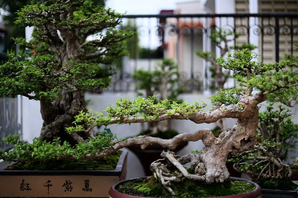 盆栽大师莫泽熙水梅盆栽展 一枝一叶的传奇