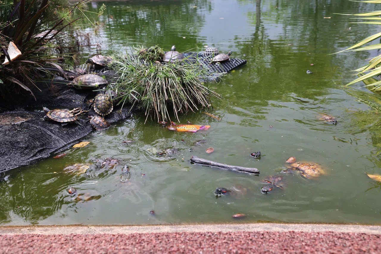 池水浑浊不清，散发阵阵恶臭，还有不少垃圾漂浮在水面。（陈渊庄摄）