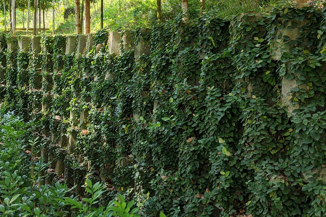 周顺和说，防波堤的设计不一定就枯燥乏味，也可融入巧思如种植植物，美化环境。（受访者提供）