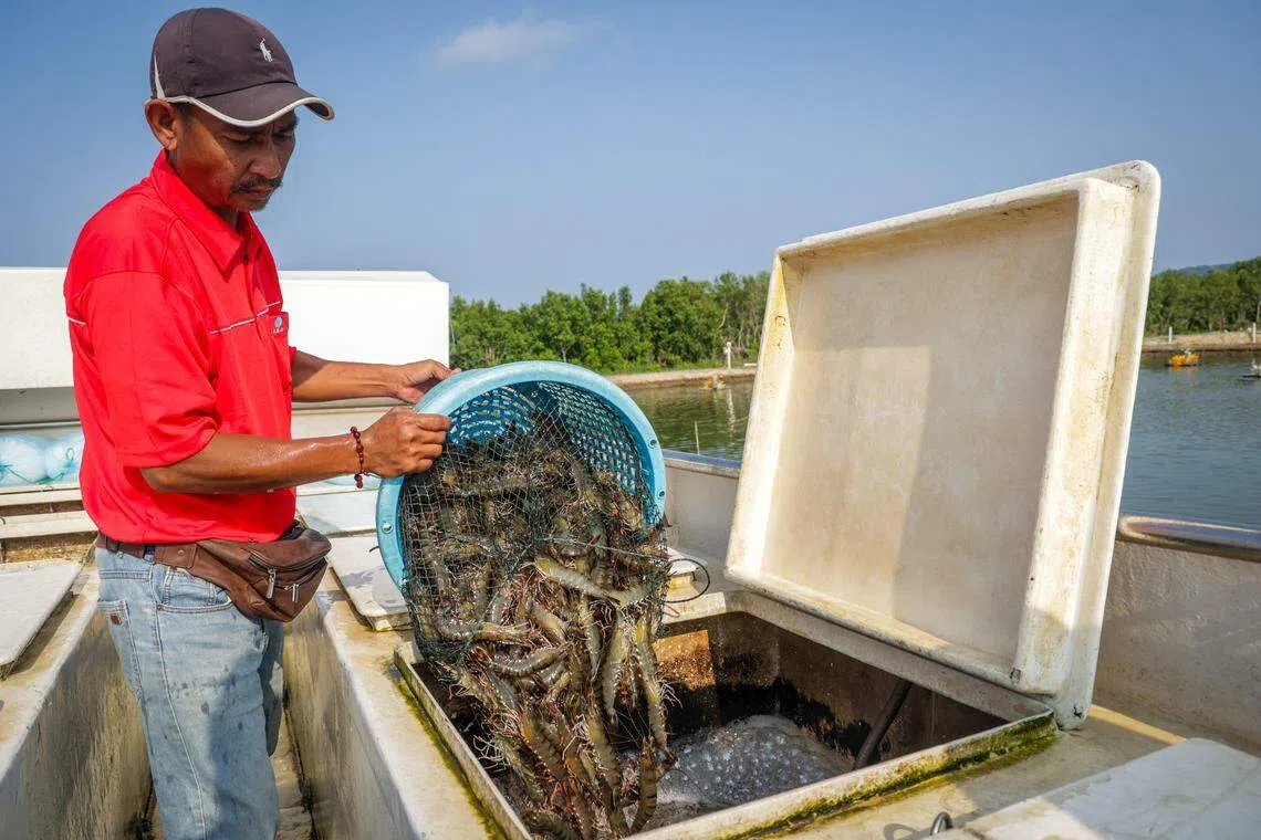 员工把每个篮子中装满的20至25公斤虾子，倒入装置在罗厘的水池箱。（叶振忠摄）