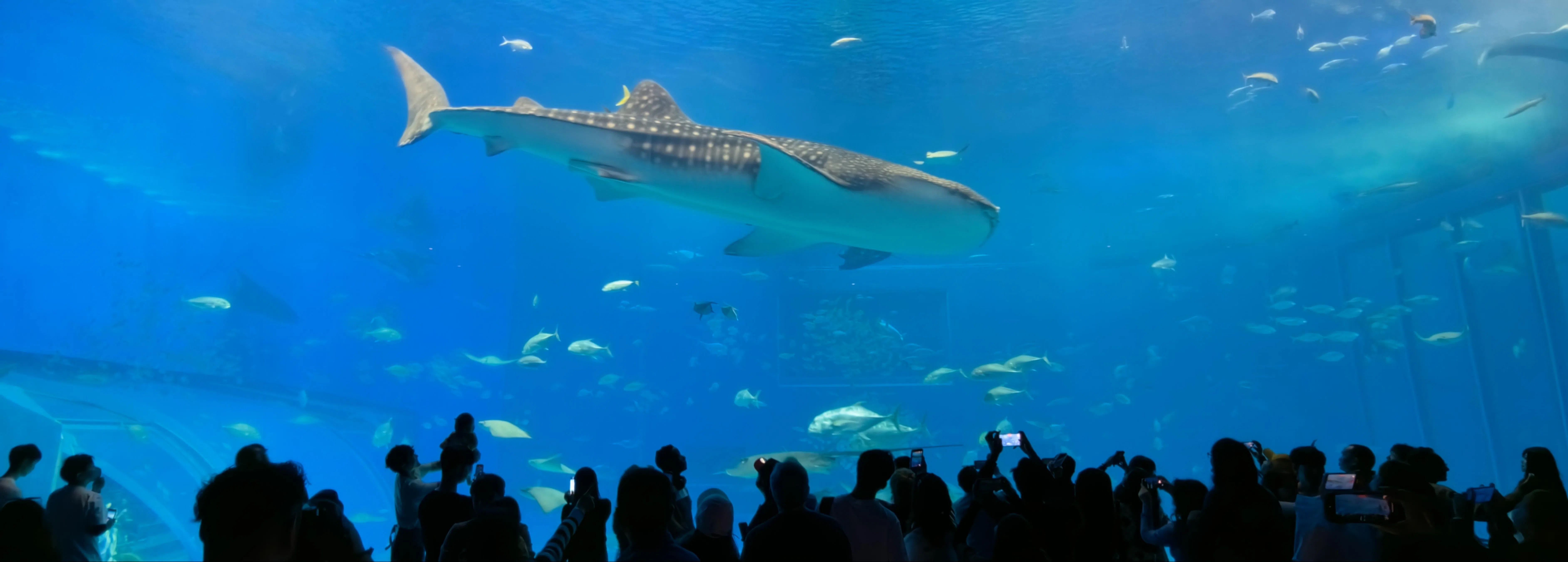 哈苏XPan宽景模式能拍出独特的超宽画幅照片。（黄少伟摄）