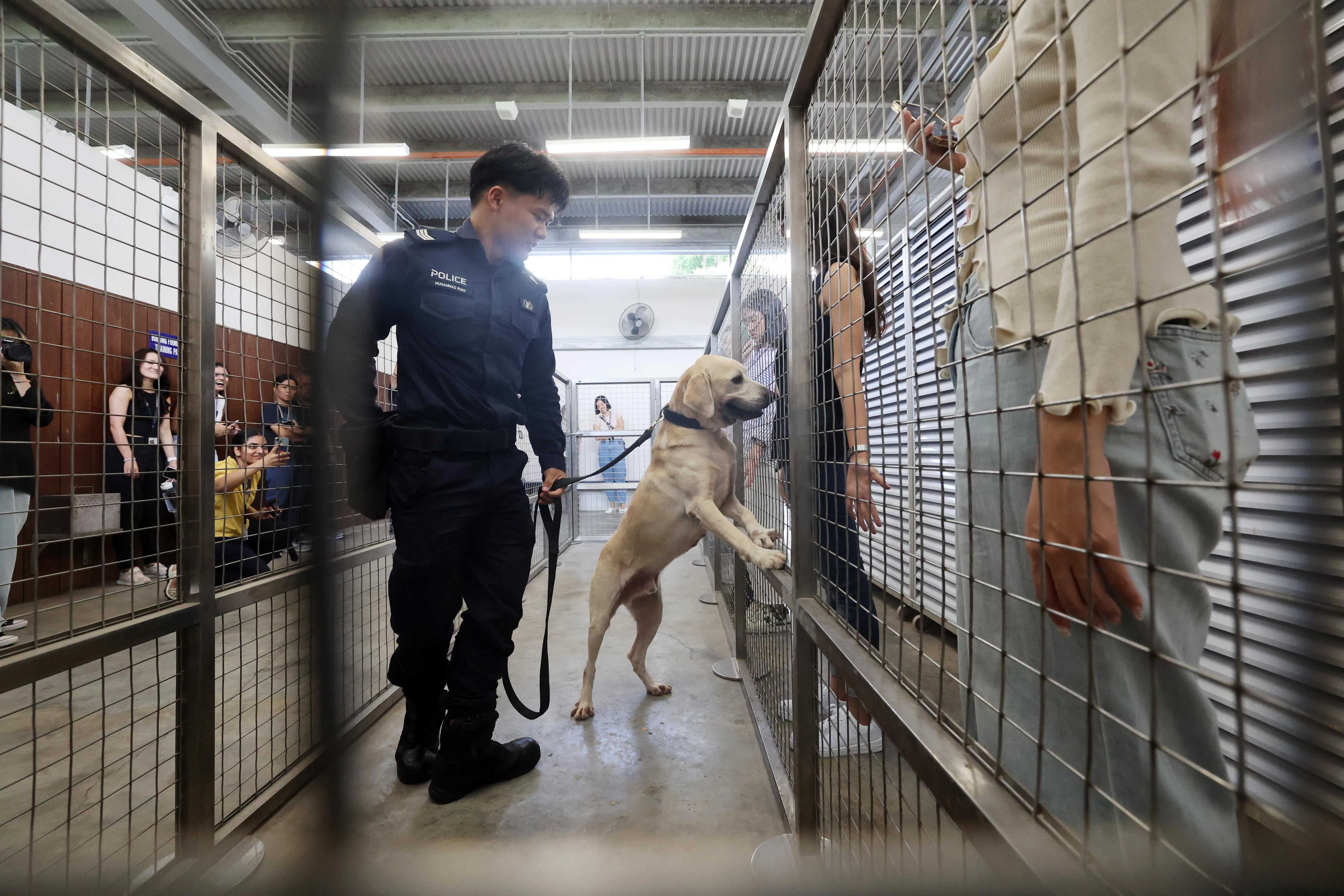 缉毒犬在机场、边境关卡等地执行任务。它们隔着铁笼，依次排查“入境者”；嗅到毒品的味道时，它们便会停下，看向驯犬员。（邝启聪摄）