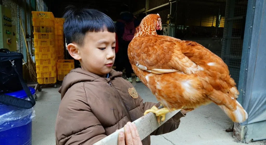 小朋友参观鸡场。               （互联网）
