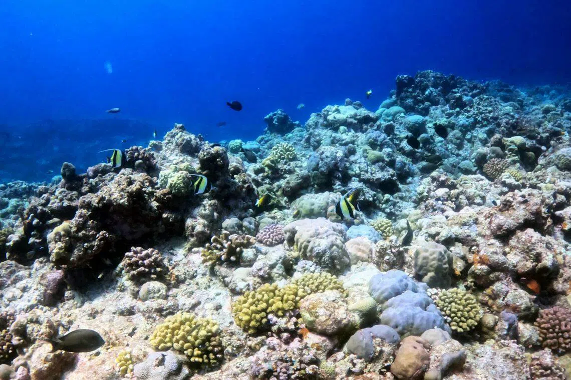 中国星期三（7月10日）发布《黄岩岛海域生态环境状况调查评估报告》，图为报告中展示的黄岩岛海域珊瑚礁。（新华社）